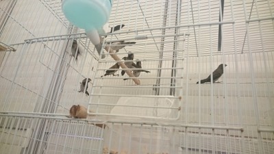 DSC_0032 - עותק.JPG