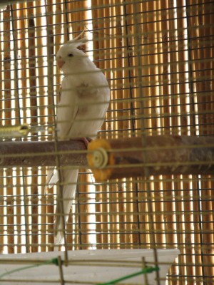 IMG_2554_1.JPG