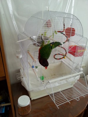 הכלוב הנוכחי