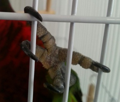 כאן רואים את ה"קשקשים" הלבנים מכסים את רוב תחתית כף הרגל