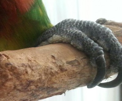 כאן רואים שהם בולטים מצד כף הרגל