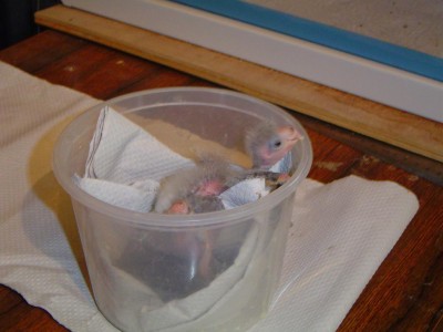 אין רחמנות, דורכים אחד על השני, כדי להגיע לקצה של הקופסא, והופ החוצא