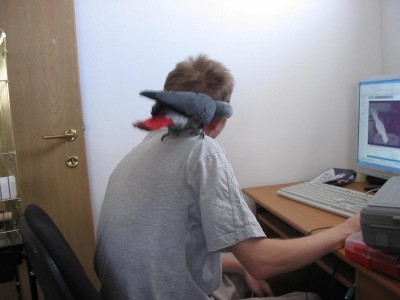 החבר אוכל ביסים באוזן.