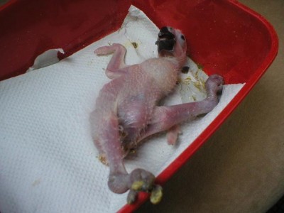 צילום מרגע הגעתו של צ'רלי .