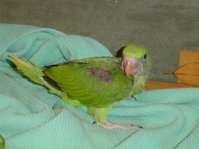 אלכסנדרונים 005.jpg