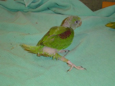 אלכסנדרונים 002.jpg