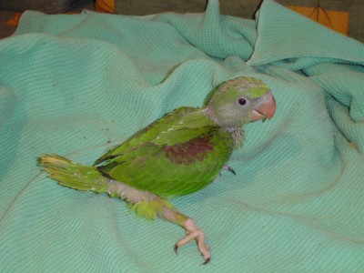 אלכסנדרונים 006.jpg