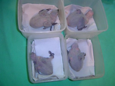 קונגו אביב 2008 001.jpg