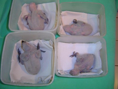 קונגו אביב 2008 002.jpg