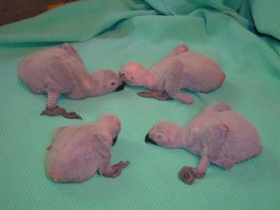 קונגו אביב 2008 003.jpg