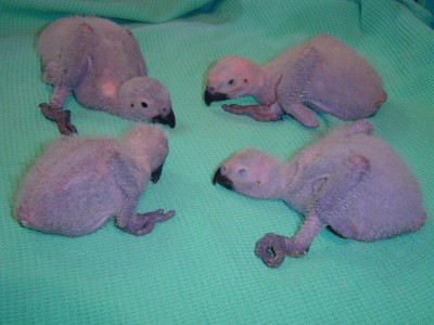 קונגו אביב 2008 004.jpg