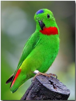 פארוט כתר כחול.JPG