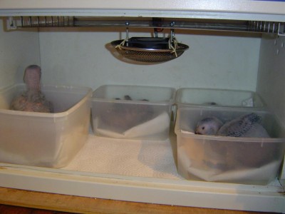 הנה החבורה נהנית, ומה שחשוב אני שקטה