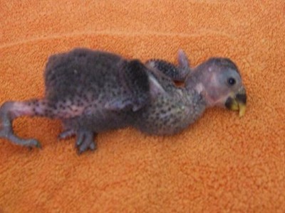 תחילת דרכי, עם ירך מרוסקת