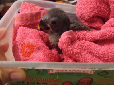 ב"מעצר בית", בתוך הסד ומקובע במגבת שלא אזוז.