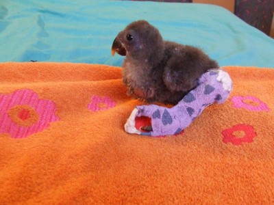 הוטרינר קיבע לי את הרגל.