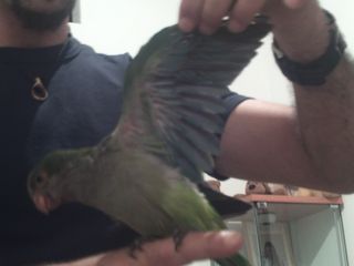 נוצות מדהימות ! פשוט יפיוף אמיתי !!