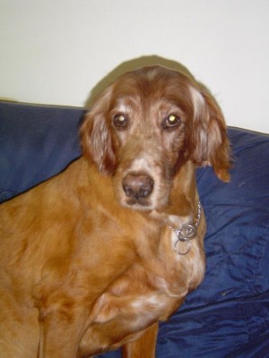 הגברת עם תספורת הקארה