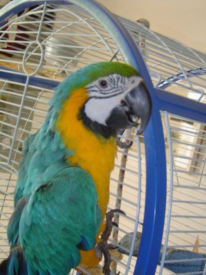 היפהפיה הלא נרדמת