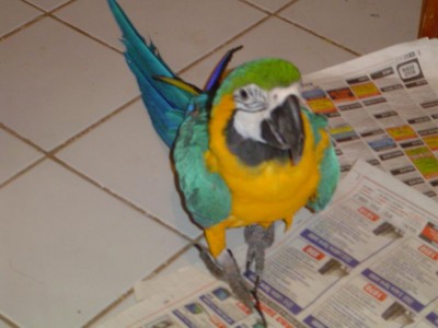 היא באה לראות האם הכל בסדר במחלקת הגוזלים, ואולי יש משהו חדש בעיתון