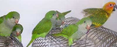 Y.L - האכלות יד - 2.jpg