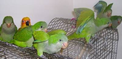 Y.L - האכלות יד - 3.jpg