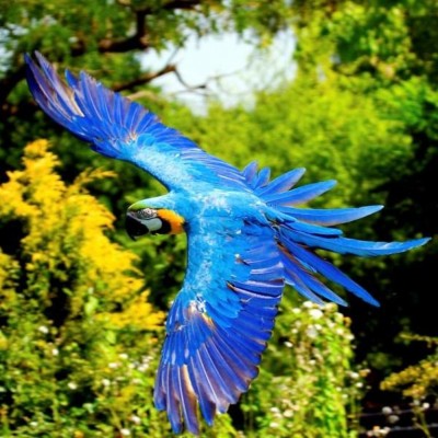 גולד אנד בלו.JPG