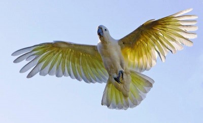 צהוב ציצית.JPG