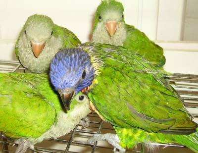 Y.L - האכלות יד - 8.jpg