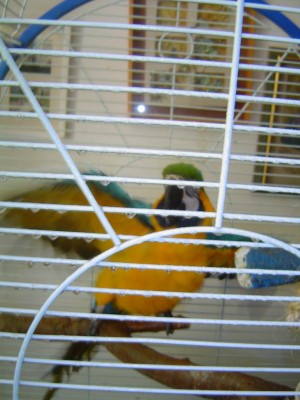 גם מתחת לכנפיים!!!!