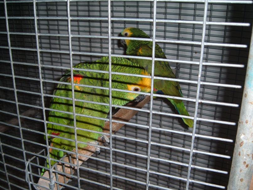 יוסי גוזלים 062.jpg