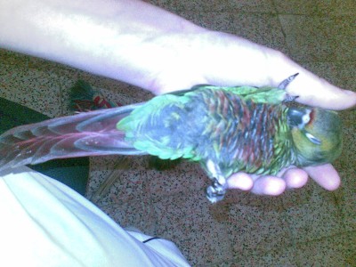 צי'קו ישן על היד שלי...