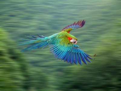 גרין ווינג.JPG