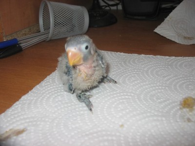 וזהו בלאקי"