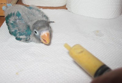 אתה רוצה לאכול? בוא קח.