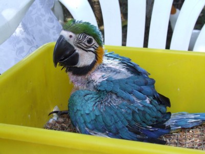 זאזו בת חודשיים וחצי