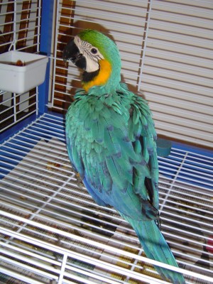 זאזו בת שלושה וחצי ח'