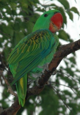 גדול מקור.JPG