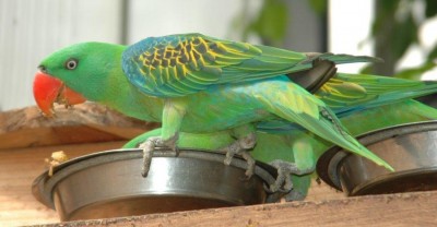 גדול מקור 2.JPG