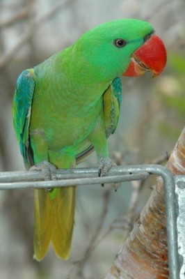 גדול מקור 1.JPG