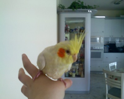 הקוקטיילית שלי אייס