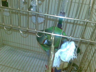 רוצה לצאת מהכלוב..