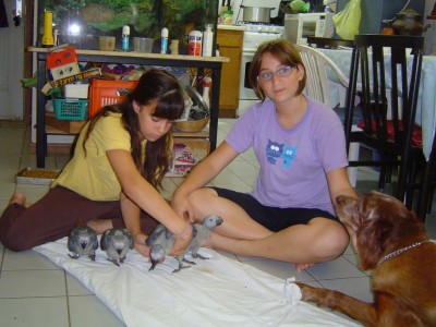 קיבלו הוראה להסתובב למצלימה, גם<br />טוטסי משגיחה