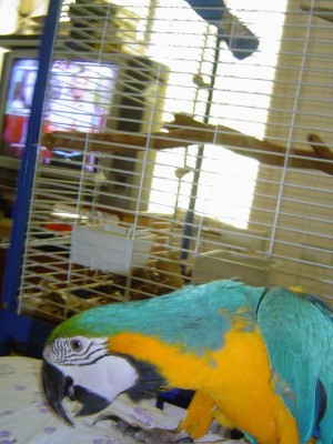 זאזו ממרחק בטוח