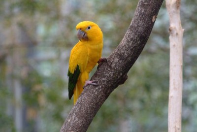 060112_160519-946_golden_conure.JPG