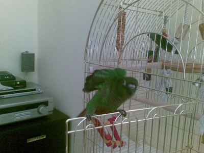 בשלב הזה הוא כבר עף על המצלמה של הפלאפון...