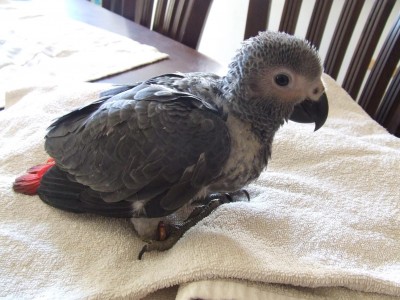 יויו - 9 שבועות