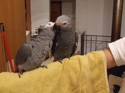 יויו - שנה (בצד ימין),  ולולי - 13 ח'