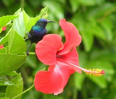 שיח היביסקוס