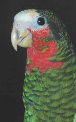 אמזונה קובנית